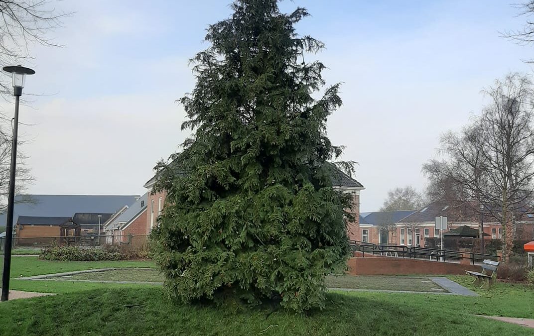Kerstboom Lösploats staat